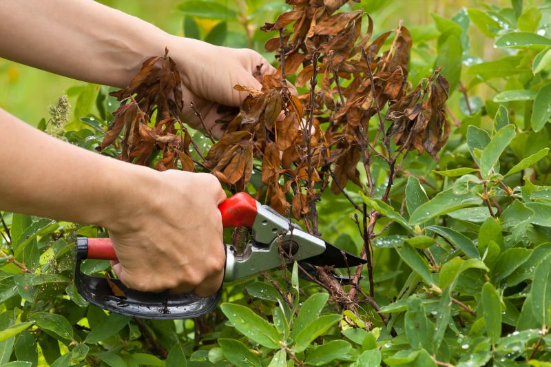 Local Honeysuckle Pruning pros at work