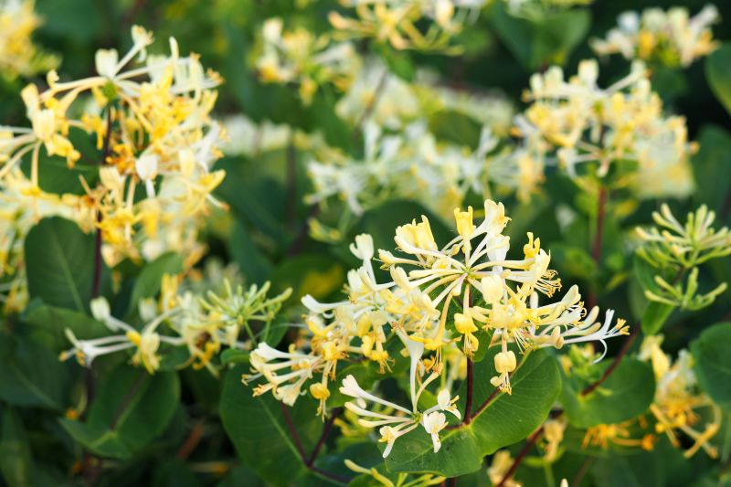 Honeysuckle Pruning