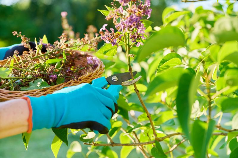 Honeysuckle Pruning