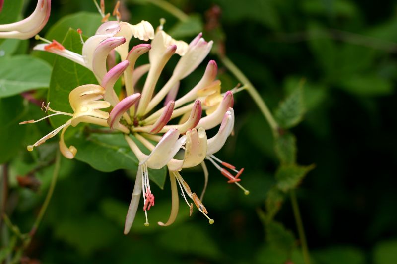 Honeysuckle Pruning