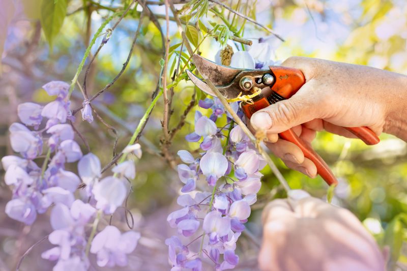 Honeysuckle Pruning