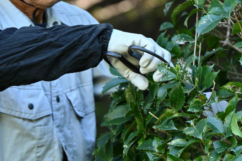 Honeysuckle Pruning in Spring