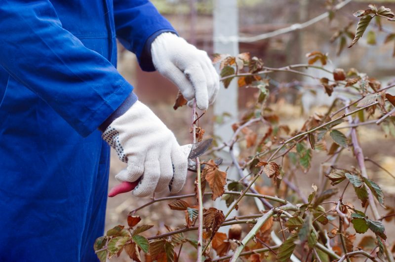 Pruned Honeysuckle Shrubs